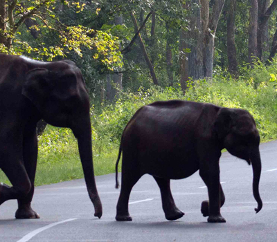 Wildlife Safari (Wayanad)